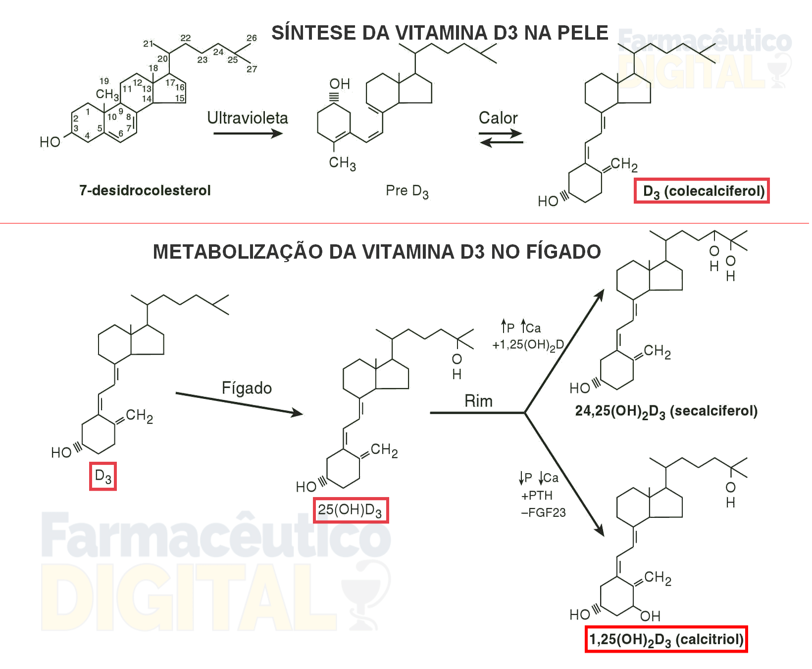 sintese-vitamina-d3-metabolizacao
