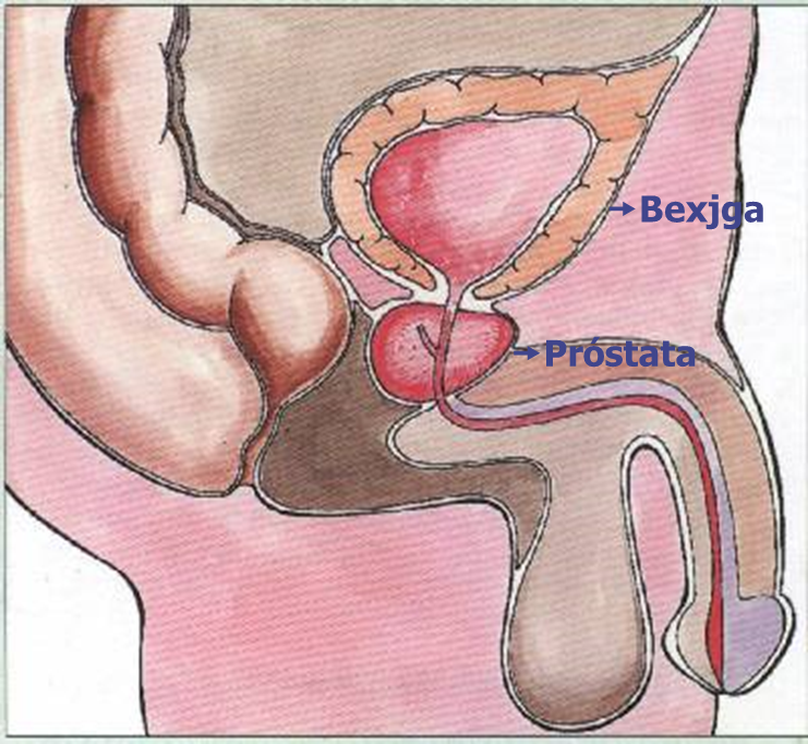 mi a számos prostatitis