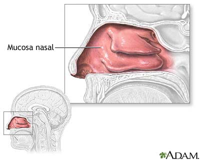 mucosa-nasal