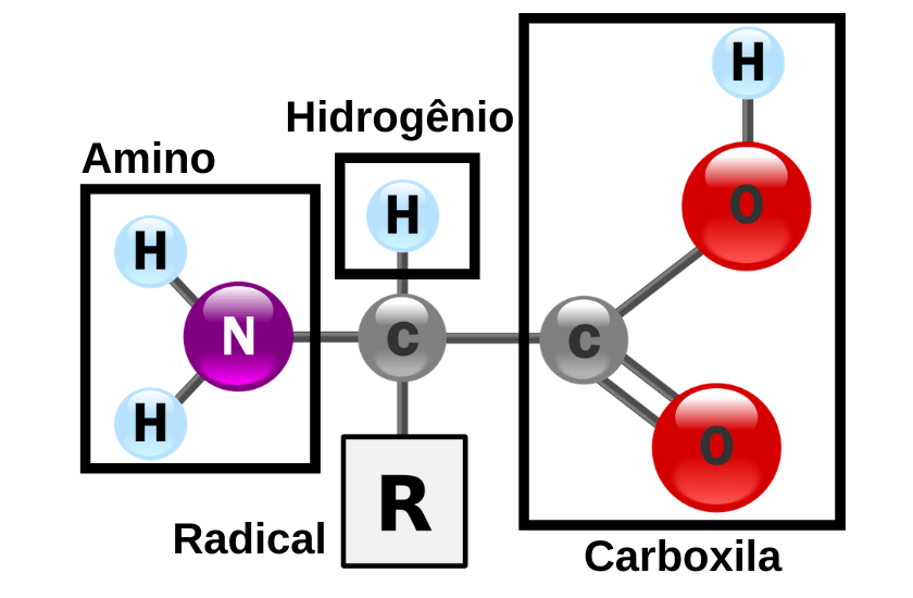 estrutura-aminoacido